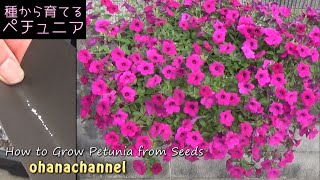 種から育てるペチュニア❢How to Grow Petunia from Seeds🌱🌱🌱 [upl. by Lenoel983]