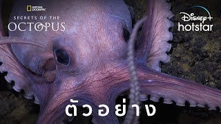 Secrets of the Octopus  ตัวอย่าง  Disney Hotstar Thailand [upl. by Jezabella]