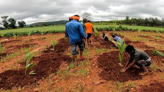 Arecanut planting spacing 9x10  Cultivation under Micro Irrigation [upl. by Benedict654]