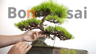 Black pine bonsai bonsaitechniques bonsai blackpinebonsai [upl. by Nahaj]