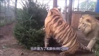 Siberian Tiger vs African Lion Fight Siberian Tiger is the Winner [upl. by Noxid518]