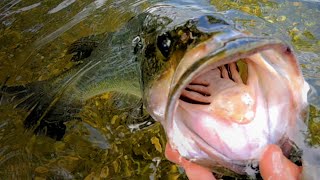 The River Largies were on FIRE  South Holston River Fishing [upl. by Rebmit666]