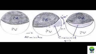 DVPT EMBRYO AMPHIBIEN [upl. by Milissa]