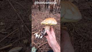 Porcino Cep King Bolete September 29th shorts new nature forest trending viralshort pilze [upl. by Ailaza]