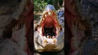 Crocodile hires new dental cleaning team  shortvideo wildlife ai chicken crocodile cute [upl. by Anemolif]