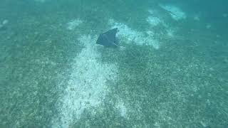 Spotted Eagle Ray  Aetobatus narinari  Boca Catalina Aruba  July 7 2023 [upl. by Brawley]