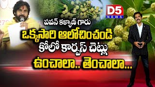 CONOCARPUS చెట్లు ఉంచాలా  తెంచాలా   Ground Report by SURYA AKONDI  PAWAN KALYAN  D5NEWS [upl. by Tserrof]