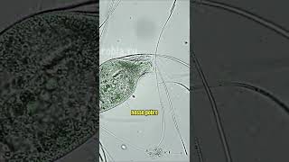 Paramecium é brutalmente consumido após ataque de um Dileptus microorganismos microbiologia [upl. by Swerdna]