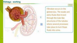 Urinary System In Human Beings [upl. by Nonnarb]