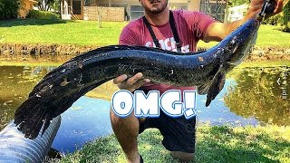 Massive Snakehead New Personal Best [upl. by Jethro773]