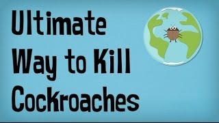 DIY Natural Cockroach Killer using Boric Acid  How to get rid of cockroaches and lizards [upl. by Aisyat]