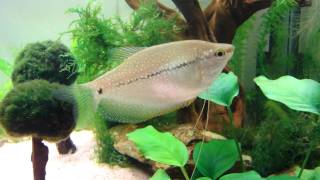 Pearl Gourami Trichogaster leerii  Perlegurami [upl. by Anrehs]