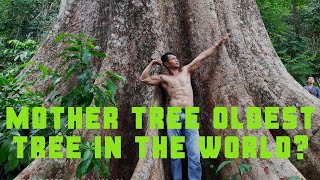 The Mother Ipil Tree Oldest Biggest Ipil tree in the World [upl. by Lenee]