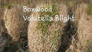 Boxwood Volutella Blight [upl. by Howlyn]