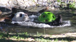 090223 Giant Panda Xiao Qi Ji plays in the yard jumping in water climbing rolling [upl. by Itsa347]