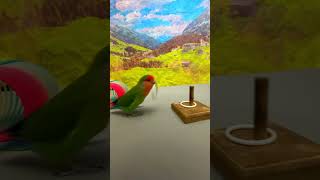 Bird Training  Smart lovebird Parrot  Smart Little Cute Parrot training smartparrot cute [upl. by Atilehs168]