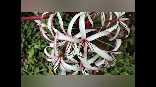 Nerine Lilly flowers  white and maroon nice combination🤍🥀🤍🥀🤍 [upl. by Elisabet345]