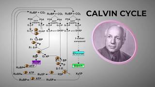 Dark Reactions  Fixation  Reduction  Regeneration of RuBP in Photosynthesis [upl. by Johiah]