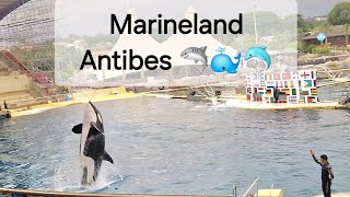 Marineland Antibes 🐬 🐳 Journée à Nice [upl. by Elorac]