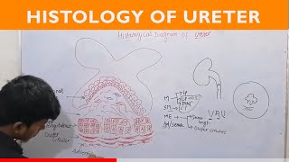 Histological Diagram of Ureter  Histology  UHS [upl. by Acitel]