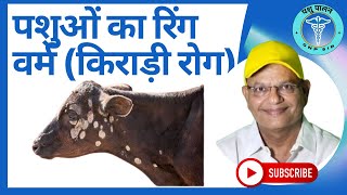 पशुओं का रिंग वर्म किराड़ी रोग का इलाज और बचाव Dermatomycosis [upl. by Enomrej]