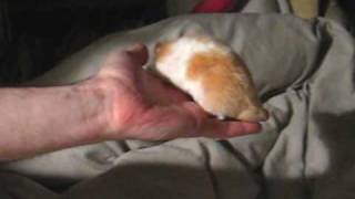 Syrian hamster chirping [upl. by Fia]