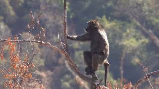 Chacma Baboon in desperate need of his family after Leopard attack wildlife pilanesbergpark [upl. by Erme311]