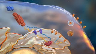 Antigen Processing and Presentation by Major Histocompatibility Complexes [upl. by Eirehs]