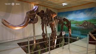 El mamut de Tultepec se instala permanentemente en la Casa de Cultura del municipio mexiquense [upl. by Atsylac]