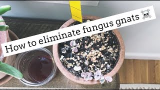 how to get rid of fungus gnats  easy and cheap [upl. by Cordell]