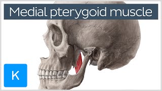 Medial Pterygoid Muscle Origin Insertion Function amp Nerve Supply  Anatomy  Kenhub [upl. by Eillam759]