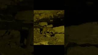 Rare Footage Of An African Wild Cat Caught On Camera At Night [upl. by Ettenel]