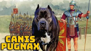 Canis Pugnax  Le Chien de Guerre du Soldat Romain  Curiosités Historiques [upl. by Alika]