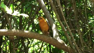 Zanzibar Life redcapped robinchat feeding their chicks [upl. by Irrok828]