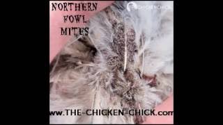 Poultry Mites amp Lice Treatment in Backyard Chickens with Elector PSP [upl. by Aveline]