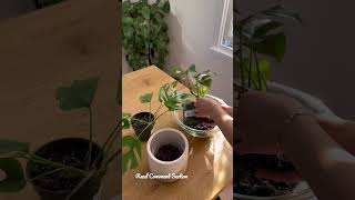 Styling A Rhaphidophora tetrasperma  Houseplants [upl. by Wesle174]