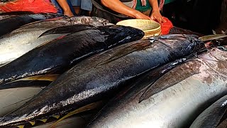 Live 12 Sept 24 ‼️🔥🔥 Cutting Fresh Yellowfin Tuna at the fish market Sorong Papua Indonesia [upl. by Coumas]