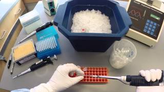 PCR Protocol  Part 1 [upl. by Selinski]