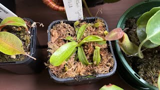 Unboxing my Nepenthes Veitchii Gold [upl. by Eirroc]