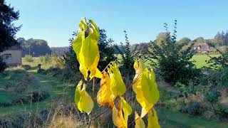 Pawpaw uitleg  Asimina triloba [upl. by Tnerb240]