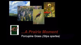 A Prairie Moment  Porcupine Grass Stipa spartea [upl. by Glynas]