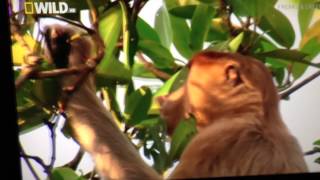 Proboscis Monkey Farting [upl. by Htepsle694]