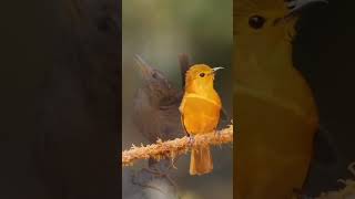 The Melodies voice of the worlds best birds  Best Bird sound  Singing Bird bird [upl. by Beutner]