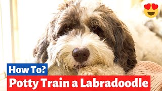 How to Potty Train a Labradoodle  Labradoodle Training Tips [upl. by Oruntha]