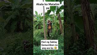 Binabalaan kita Papaya Isang tagpas ka ka lng Parang may agimat pala itong puno ko ng papaya [upl. by Navillus]