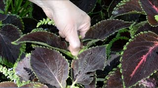 How to Pinch or Trim Coleus Plants [upl. by Ninos39]