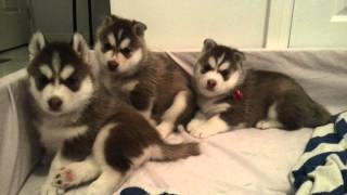 When cute husky puppies are confused [upl. by Ezaria]