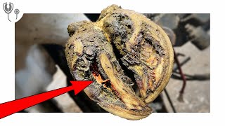 HUGE GOUGE in cows hoof  EXPOSING RAW CORIUM [upl. by Gracie]