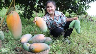 Harvest Thai mango from back yard for my recipe  Cooking with Sreypov [upl. by Hcir]