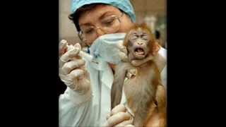 Barbaric Animal ExperimentationVivisection [upl. by Alimac925]